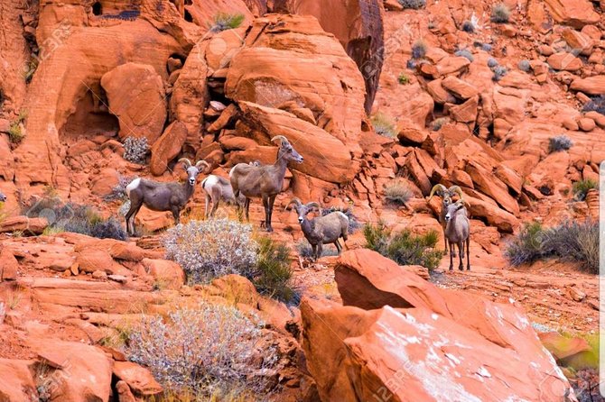 Valley of Fire State Park Day Tour from Las Vegas - Key points at a glance