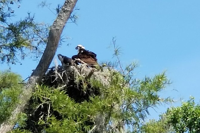Waccamaw River Nature and Wildlife Tour - Key points to know before booking