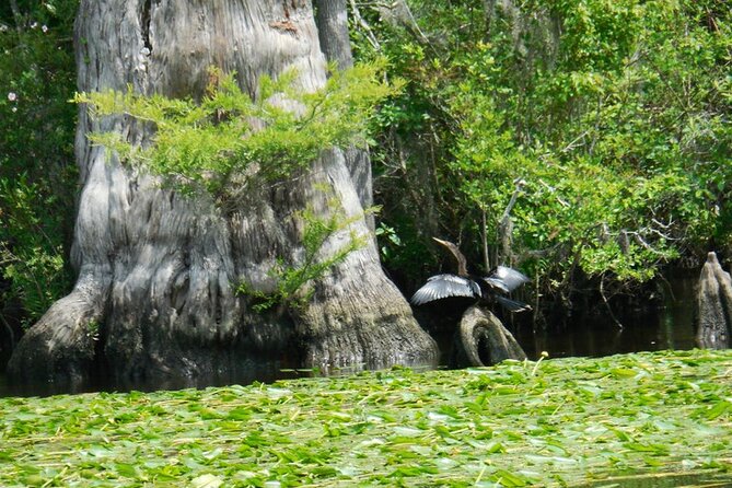 Waccamaw River Nature and Wildlife Tour - Leaving Myrtle Beach’s beach scene behind