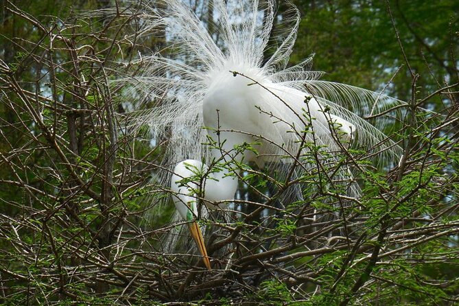 Waccamaw River Nature and Wildlife Tour - The best part: nature and local stories together