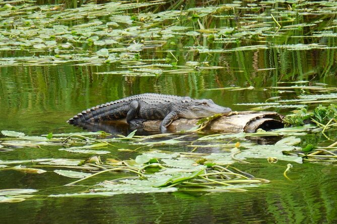 Waccamaw River Nature and Wildlife Tour - What the two-hour route includes