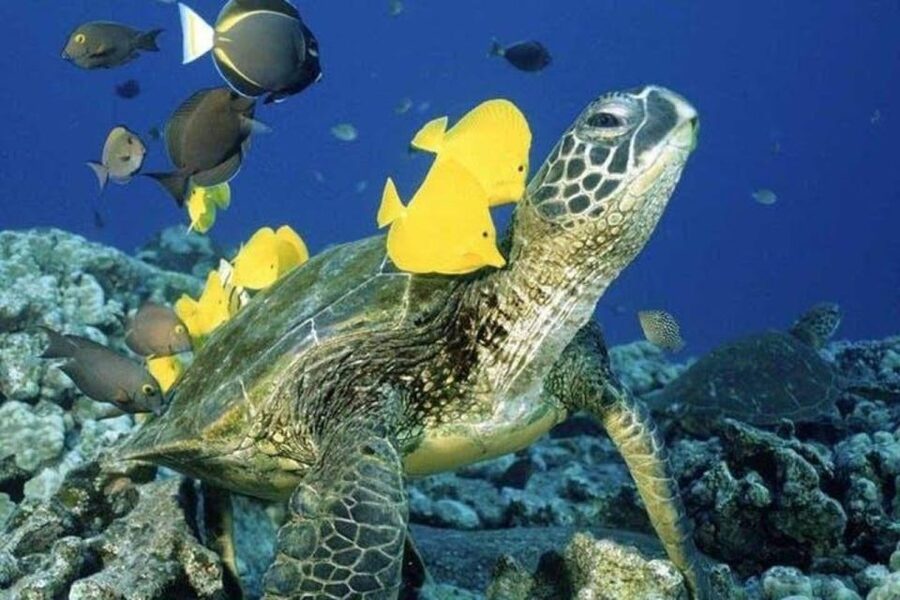 Waikiki Beach: Turtle Snorkeling and Sailing on Hāwea - Quick reasons to consider Hāwea