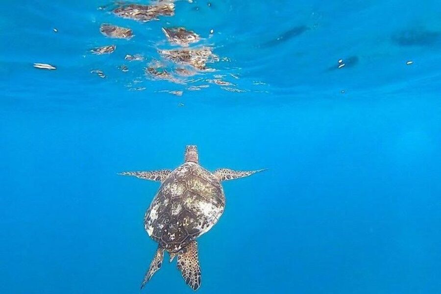 Waikiki Beach: Turtle Snorkeling and Sailing on Hāwea - Respecting the Hawaiian green sea turtles
