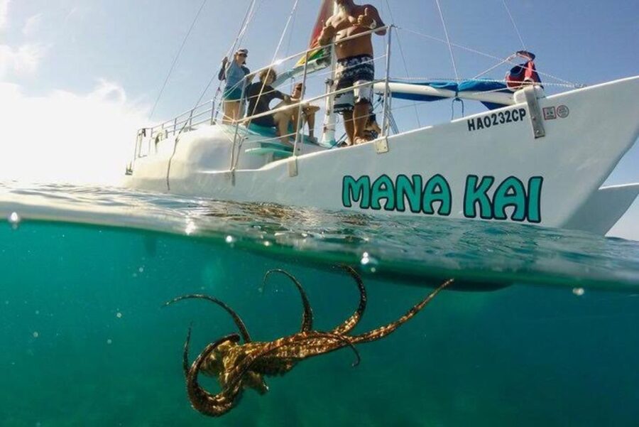 Waikiki Beach: Turtle Snorkeling and Sailing on Hāwea - Is $84 a good value?