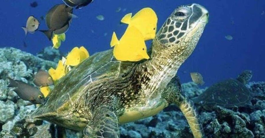 Waikiki Beach: Turtle Snorkeling and Sailing on Hāwea - Hāwea is part of the experience