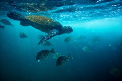 Waikiki Catamaran Snorkel Sail with Lunch: Turtles Guaranteed