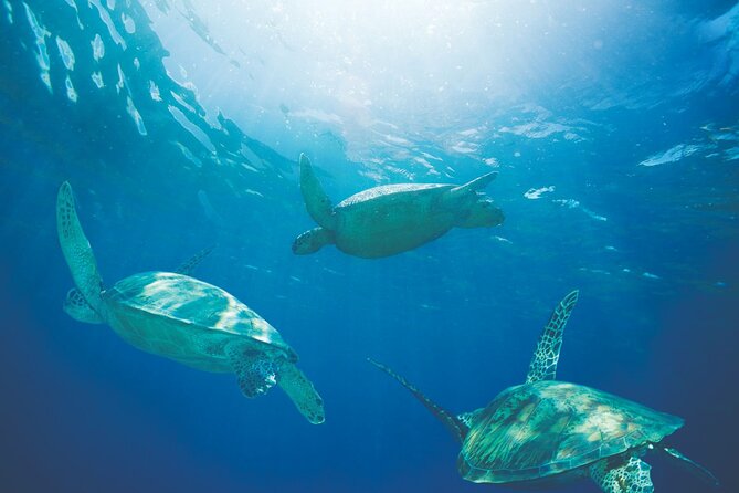 Waikiki Catamaran Snorkel Sail with Lunch: Turtles Guaranteed - The Return Past Waikiki and the Koolau Mountains
