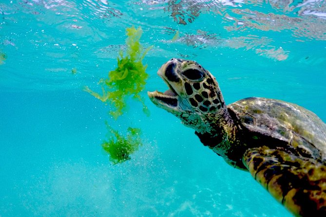 Waikiki Catamaran Snorkel Sail with Lunch: Turtles Guaranteed - Who Will Enjoy This Cruise Most?