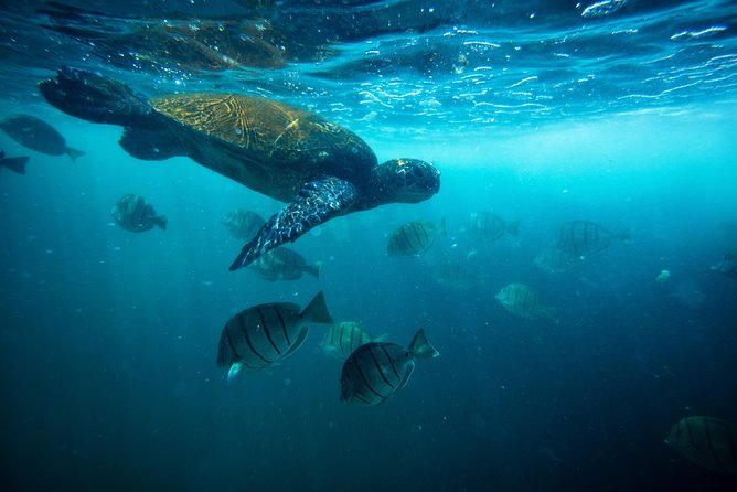Waikiki Catamaran Snorkel Sail with Lunch: Turtles Guaranteed - The Fifteen-Minute Ride Along Waikiki