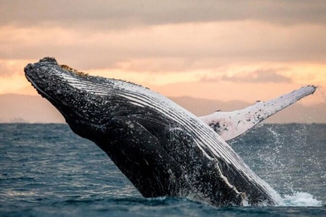 Waikiki Glass Bottom Boat Cruise - Family use, comfort, and access