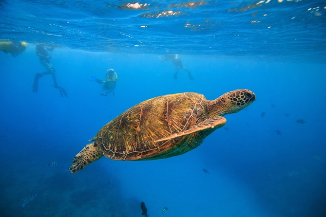 Waikiki, Hawaii: Turtle Canyon Snorkel Excursion - The essentials at a glance