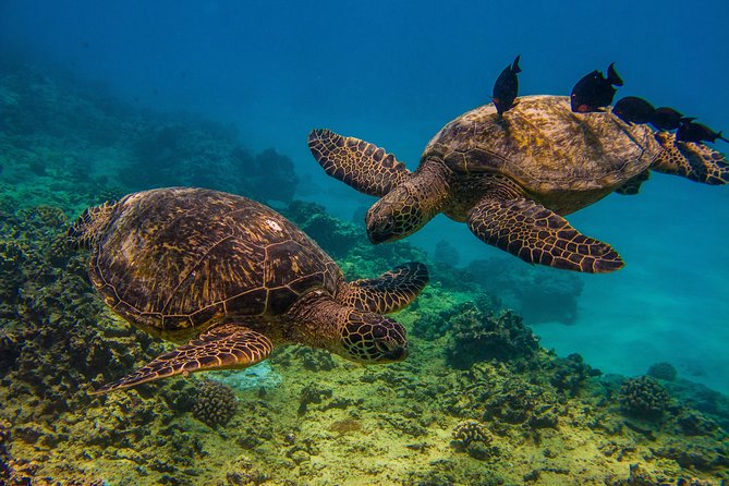 Waikiki, Hawaii: Turtle Canyon Snorkel Excursion - Leaving from Living Ocean Tours