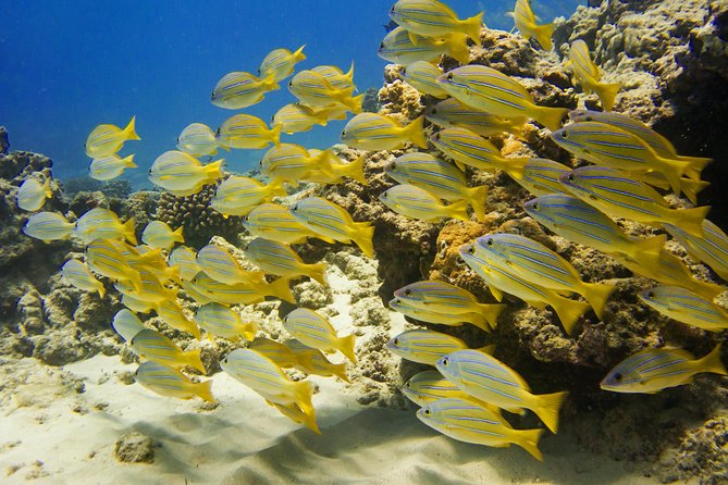 Waikiki, Hawaii: Turtle Canyon Snorkel Excursion - How the $79.21 price works