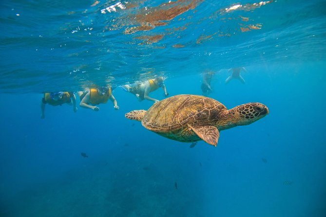 Waikiki, Hawaii: Turtle Canyon Snorkel Excursion - Who should book this excursion