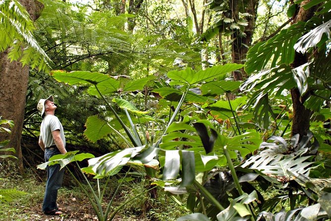 Waterfall & Rainforest Hiking Adventure with Hotel Pickup - The best parts of this Maui rainforest day