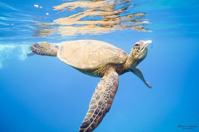 West Maui Afternoon Snorkel from Ka’anapali Beach - How the group size affects your day