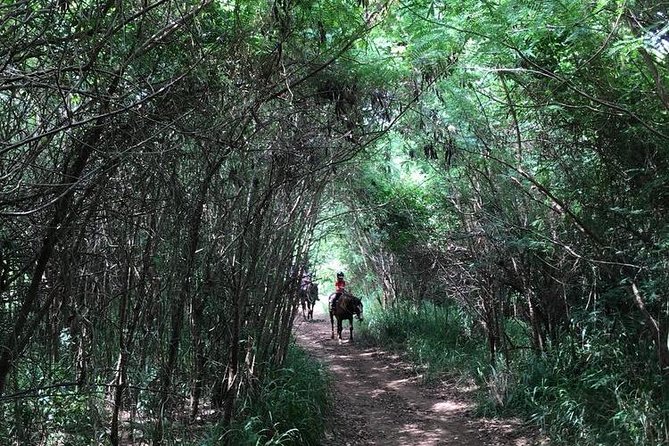 West Maui Mountain Waterfall and Ocean Tour via Horseback - The optional trot or canter
