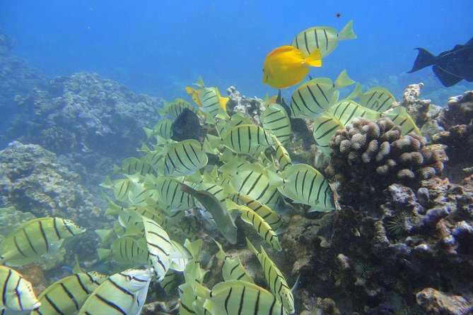 West Maui Snorkeling Experience by Boat from Ka'anapali - A five-hour morning on West Maui’s water