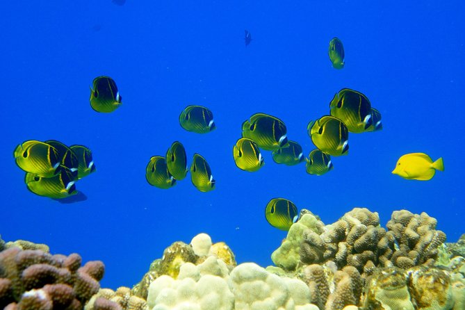 West Maui Snorkeling Experience by Boat from Ka'anapali - How the crew changes the experience
