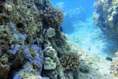 West Maui Snorkeling Experience by Boat from Ka’anapali