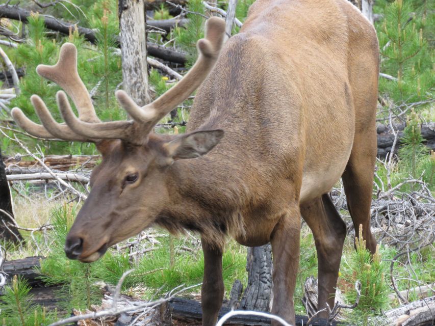 West Yellowstone: Yellowstone Day Tour Including Entry Fee - Thumb Geyser and the shores of Yellowstone Lake