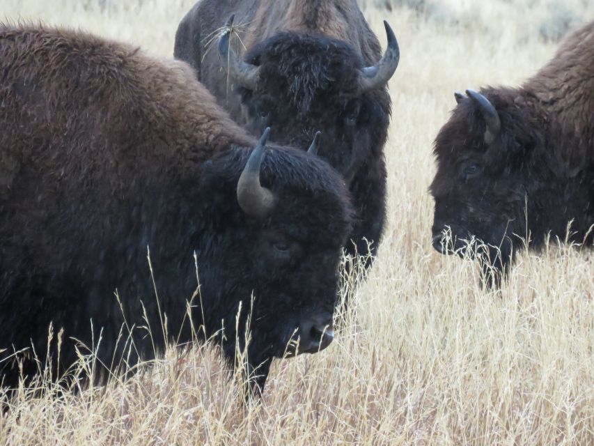 West Yellowstone: Yellowstone Day Tour Including Entry Fee - Why the guide can make or break the day