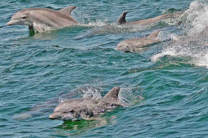 Whale and Dolphin Watching Cruise from Cape May - The Naturalist Commentary Adds Real Value