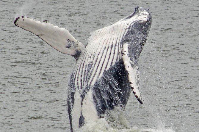 Whale and Dolphin Watching Cruise from Cape May - Rough Water, Hot Sun, and Smart Packing