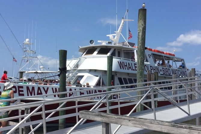 Whale and Dolphin Watching Cruise from Cape May - Choosing Morning, Afternoon, or Sunset