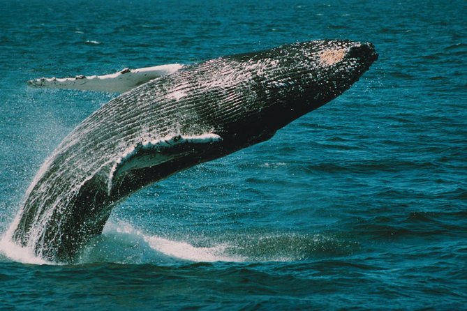 Whale and Dolphin Watching Cruise from Cape May - Dolphins Usually Deliver the Main Show