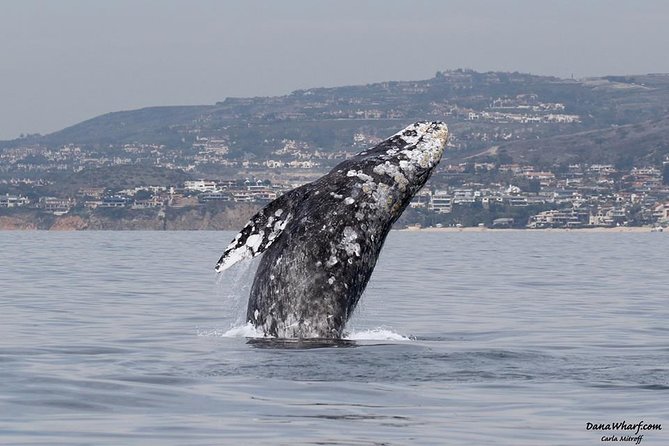 Whale Watching Excursion in Dana Point - Key things to know before you sail