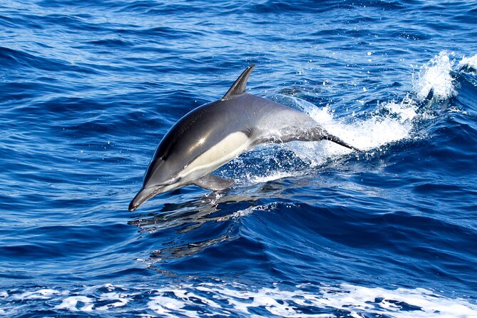 Whale Watching Excursion in Dana Point - The ride out can be calm or choppy