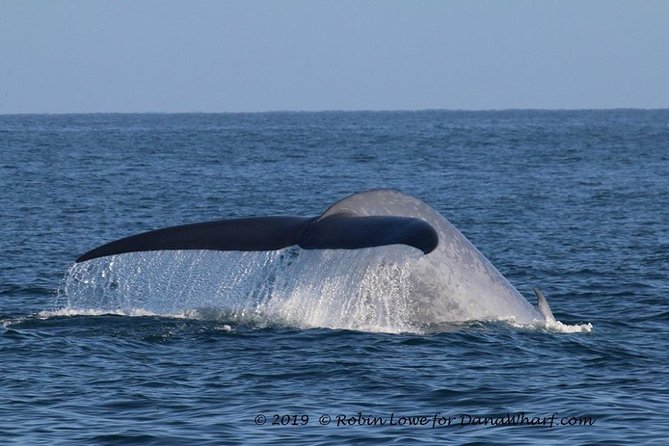 Whale Watching Excursion in Dana Point - Searching for whales near Dana Point