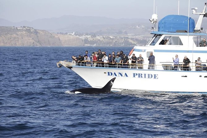 Whale Watching Excursion in Dana Point - Dolphins and sea lions can save the day
