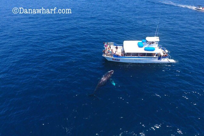 Whale Watching Excursion in Dana Point - Is $65 a fair price?