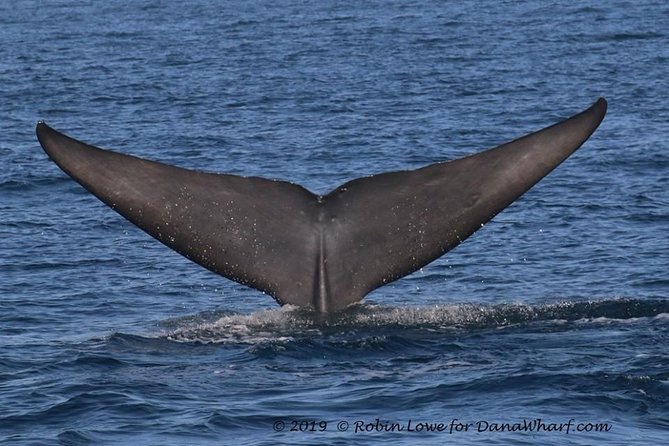 Whale Watching Excursion in Dana Point - Who will enjoy this Dana Point excursion?