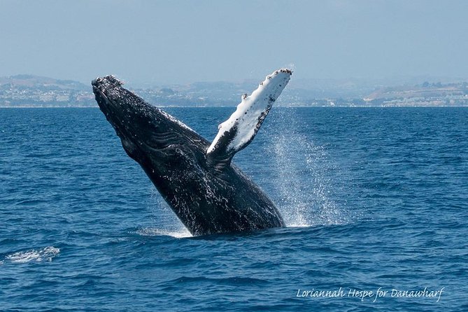 Whale Watching Excursion in Dana Point - Captain narration helps turn searching into learning