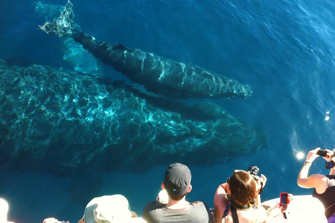 Whale Watching from Ma'alaea Harbor - Setting out from Maalaea Harbor