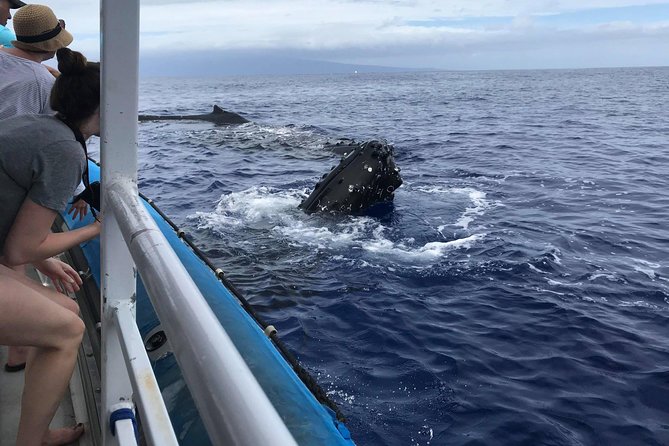 Whale Watching from Ma'alaea Harbor - The crew makes the difference