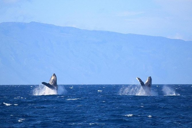 Whale Watching from Ma'alaea Harbor - The Maui Ocean Center and harbor surroundings