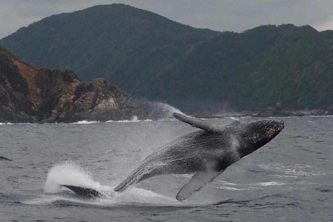 Whale Watching from Ma'alaea Harbor - Choosing the right time and season