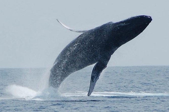 Whale Watching On The Big Island - Key Points To Know Before You Go