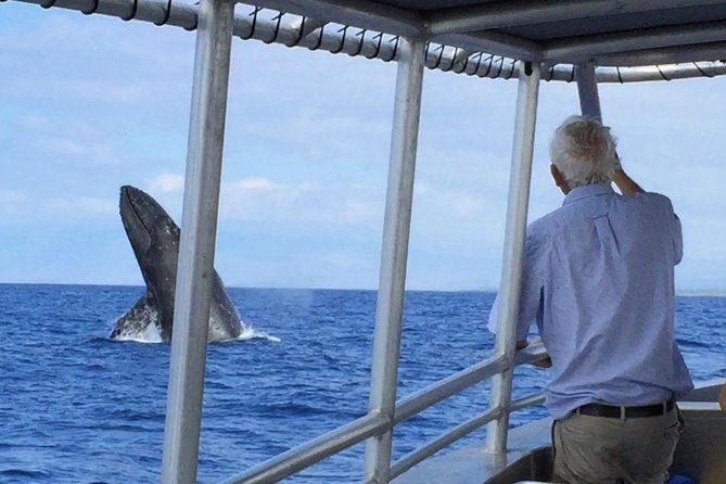 Whale Watching On The Big Island - Searching For Humpbacks During Breaching Season