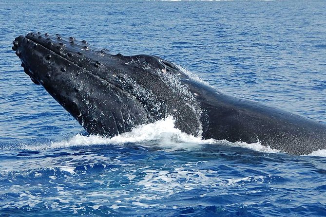 Whale Watching On The Big Island - Hearing The Whales Through Hydrophones
