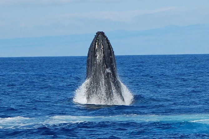Whale Watching On The Big Island - The First Minutes On The Catamaran