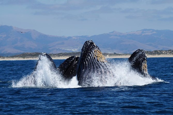 Whale Watching Tour - Meeting the boat at Fisherman’s Wharf