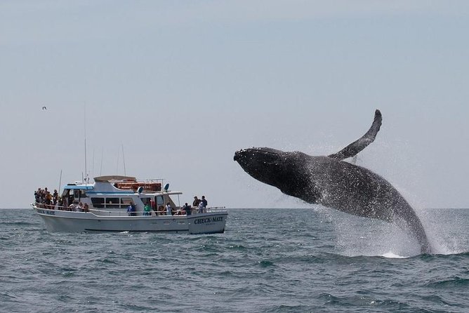 Whale Watching Tour - Boat comfort, seating, and the crowding issue