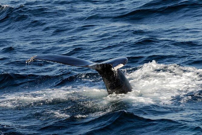 Whale Watching Tour in Gloucester - Key things to know before boarding