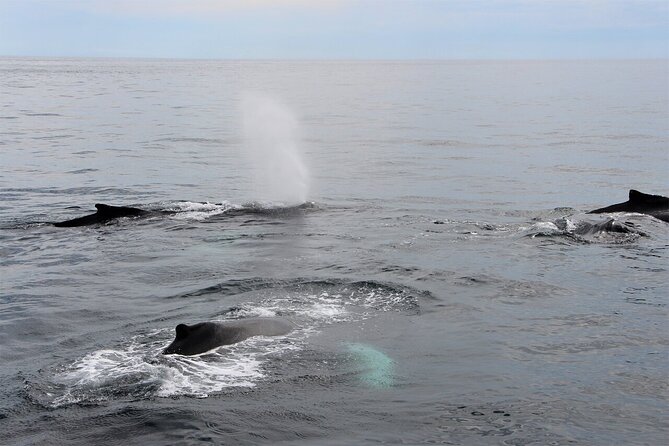 Whale Watching Tour in Gloucester - Boarding the Hurricane II at 415 Main Street