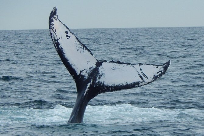 Whale Watching Tour in Gloucester - Finding the whales and reading their behavior